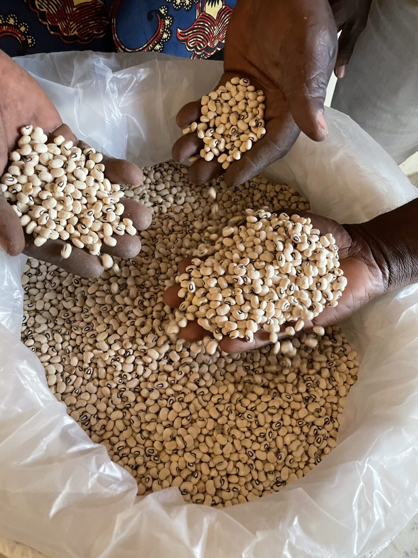 Ghana Approves Next-Generation Cowpea Following Science-Based Regulatory Review