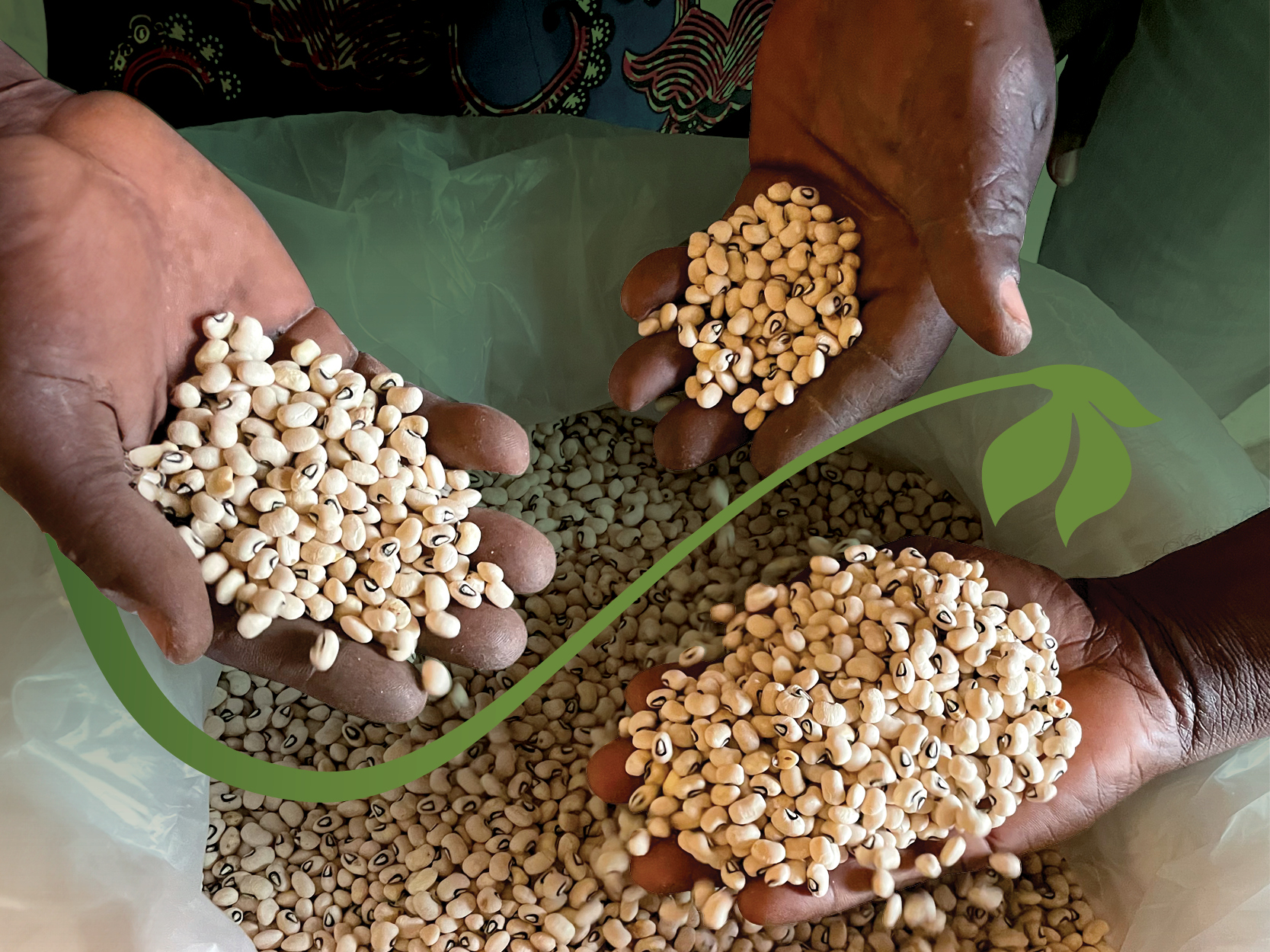 Nigeria Approves Dual-Pest Resistant Cowpea Following Science-Based Regulatory Review
